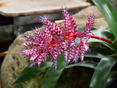 [Arising from long, waxy-surfaced, dark green leaves is an orange stem with pink and purple striped feathery petals which must be the blossoms themselves since they do not form a conventional 'flower'.]